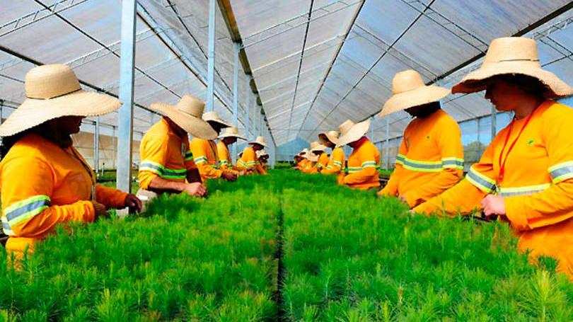 Klabin: setor de papelão ondulado está aquecido mesmo no meio da pandemia, já que o delivery aumentou (Germano Luders/Exame)