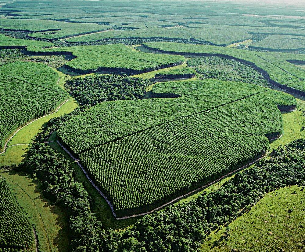 Floresta da Suzano: Companhia estuda formas de melhorar comunicação com investidor (Divulgação/Divulgação)