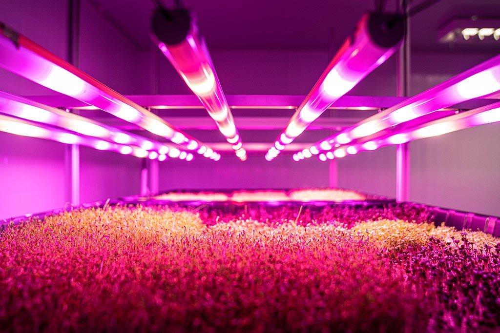 Pink Farms: produção de folhosas de 1,7 tonelada ao mês em plena Vila Leopoldina (@danmagatti/Divulgação)