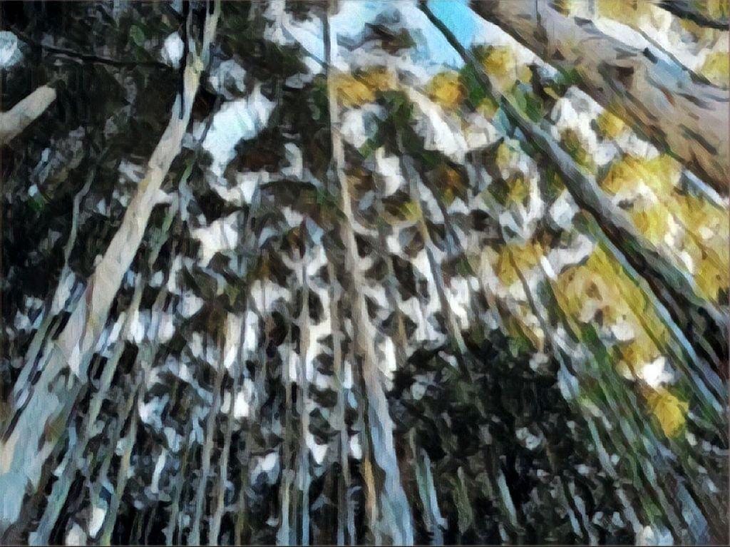 Produtividade florestal elevada depende de condições naturais muito particulares; foco vem se concentrando no Brasil e na América Latina (Divulgação/Divulgação)