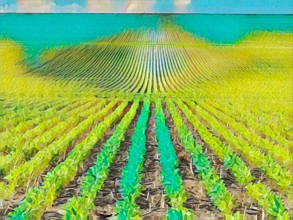 Plantio da Insolo: herança de pesquisa e tecnologia em biodefensivos deixada por Harvard (Insolo/Divulgação)