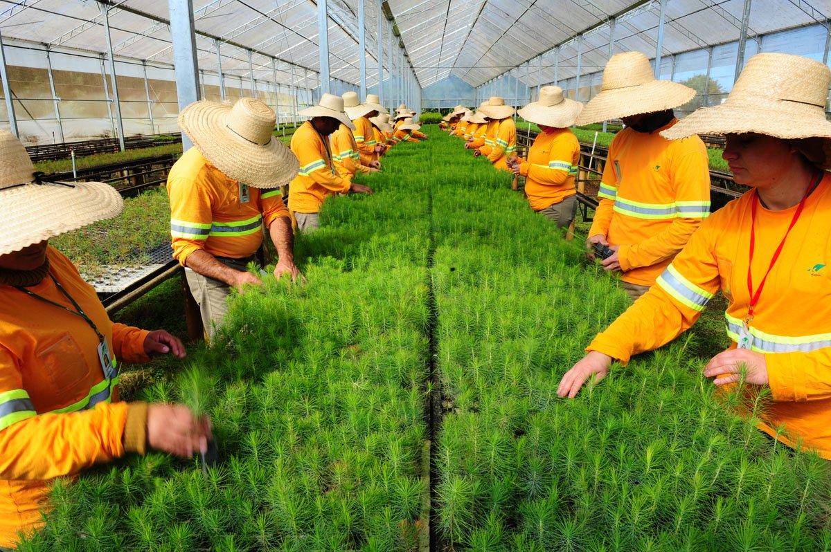 Tratamento de mudas da Klabin: empresa decidiu atrelar operação a 3 metas ambientais, incluindo reintrodução de duas espécies nativas de animais em seus biomas florestais (Germano Lüders/Exame)